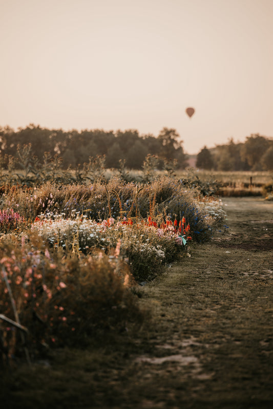 De mooiste pluktuinen van België: ontdek waar je zelf bloemen kunt plukken
